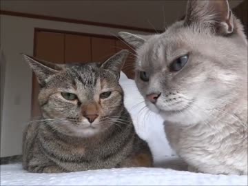 家猫日和　ふくまめ