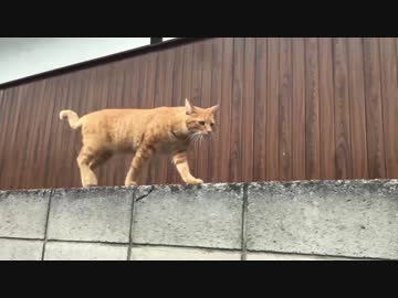 人懐こい茶トラ猫、家賃振込に郵便局まで付き合う