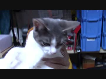 【生後183日】きょうの仔猫【蒼民家の猫々】
