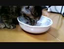【拾い猫】ごはんたべるよ！