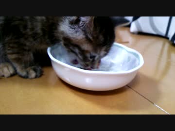【拾い猫】ごはんたべるよ！