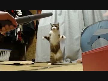 ノズルに攻撃するうちのぬこがかわいすぎるので・・・