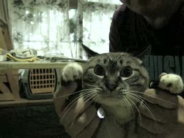 ジャンくんのダッコ訓練