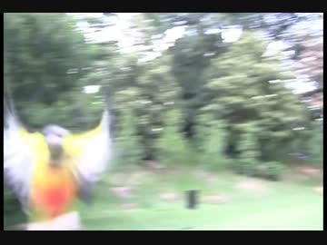 ウロコインコのフリーフライト