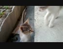 沖縄ふれあいネコ歩き 27話 子猫さんの夕暮れ