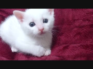 子猫　７日目