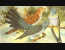 かっこうワルツ　/　ヨナーソン