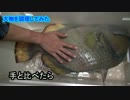 【70ｃｍオーバー】ゴマモンガラを捌いてみた。【最大級のカワハギ】
