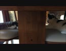 にひきのねこ