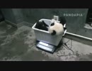 20140227 月亮産室 雅二は飼育員さんに体重を量られ、運動場に連れて行かれる。ちょっとぼんやりしている。