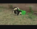 20140409_left_月亮产房_茜茜 雅二 和兴 梦梦_和兴 雅二と茜茜は壁際で戯れている。夢夢は高い所からそれを見ている。