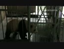 20140701 太陽産室 娅星は赤ちゃんの声を聞いていそいそとやってくる。飼育員は星願の体重を量っている。その後星願を母に渡す。