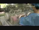 20140805 太陽産室 飼育員は毛毛双子妹の体温を測る