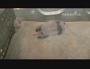 20140809 太陽産室 毛毛双子妹、保育器で寝ている。