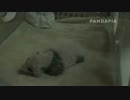 20140815 AM0926 太陽産室 飼育員は毛毛双子妹に排便させる。その後気持ち良さそうに保育器で寝る。