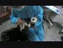20140818 AM0922 太陽産室 飼育員は星語に排便させる。