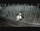 20140901 AM1043 月亮産室 飼育員は星願を成績の所に連れて来た。ウロウロしていた成績はちょっとカメラを警戒していたのか、暫く立ち止まってから星願を抱きに行く。