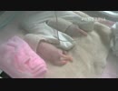20140806 月亮産室 七巧と珍多は同じ保育器の中に居る。
