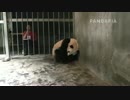 20140729 月亮産室 飼育員は大双のこの体重を量る。大双に戻すと、大双は抱きかかえて丸くなる。
