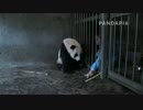 20140805 AM0920 月亮産室 飼育員は珍多を奇珍に手渡す。奇珍は優しく咥え上げる。