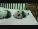 20140911 月亮産室 成就 珍多 七巧 大双の子 みんな寝ている。成就はやはり灰色だ。