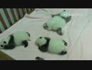 20140911 月亮産室 成就 珍多 七巧 大双の子 ベビーベッドで眠る