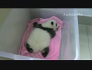 20140919 月亮産室 珍多の体重を量る。