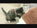 わさびちゃん、ちゅ〜ちゅ〜する。