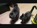 【生後185日】きょうの仔猫【蒼民家の猫々】