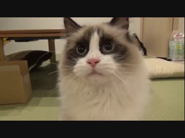 ラグドールのレオ　Vol.46 猫じゃらしを愛した猫