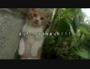 【親猫】ねこの巣にGopro突っ込んでみた。part4【子猫】