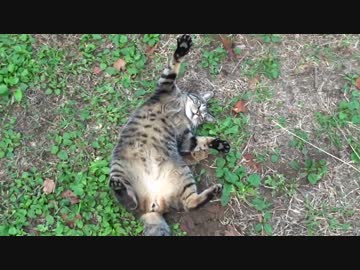 【キジトラ地獄】キジトラ猫、モフられた過ぎて謎のポーズをとる