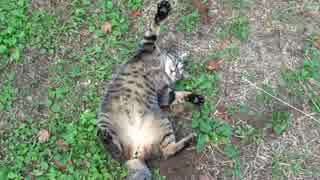 【キジトラ地獄】キジトラ猫、モフられた過ぎて謎のポーズをとる