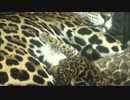 おっぱいを吸う。ジャガー