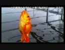 10.21bikou師金魚釣り、川でスプーン x264.aac.mp4