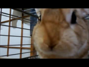 うちのペット