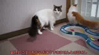 【#296】 ご無沙汰にゃんず　【猫万歳】