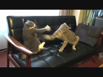 【モアクリ】 猫バトルは突然に