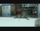 【COD:G】ドミネ【ゆっくり実況】