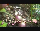 【さとうささら】あけび採ってみた【初収穫】