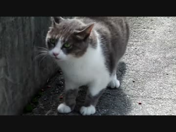 マフラー交換してみた