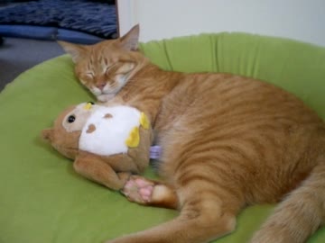 拾いねこ＠生後841/808日　こたつのいない穏やかな秋の日