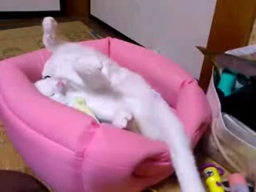 白猫が昼寝をしてるだけ