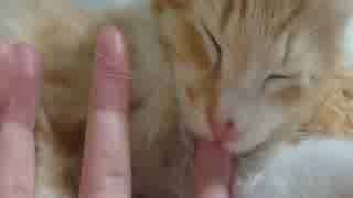 指を吸う猫