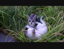 沖縄ふれあいネコ歩き 39話 草むら大好き子猫さん