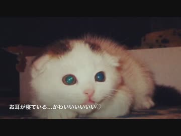 ぼく豆大福ゆるくん！.mp4