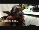 産まれたて！目も開いてない仔犬達！！！！声が可愛い