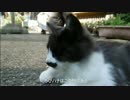 【閲覧注意】とある田舎の猫事情　～捕食完遂４～