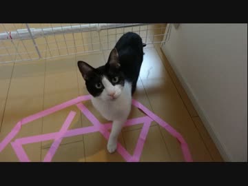 猫転送装置・・・？