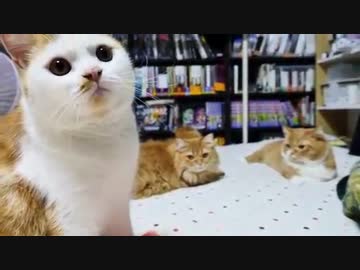 【マンチカンズ】マンチカン一家とまったりお遊び